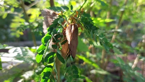 An ant is biting a butterfly that is struggling Stock Footage 258206001