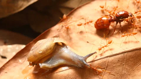 Ant biting snail , out door Chiangmai Thailand Stock Footage 155476477
