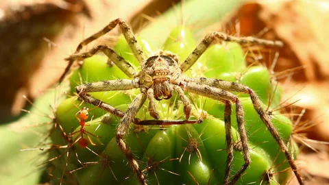 Ant is biting a spider , out door Chiangmai Thailand Stock Footage 166559500
