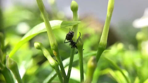 ANT BLACK Stock Footage 221454080