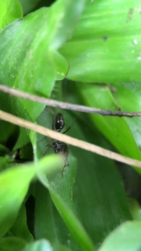 ANT BLACK Stock Footage 221454105
