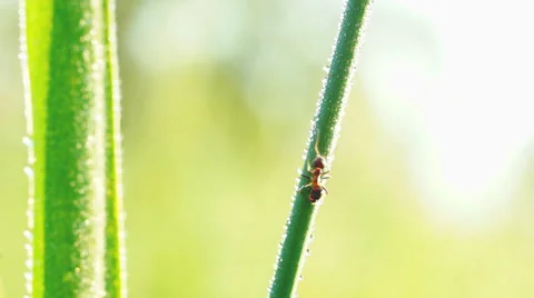 Ant on blade of grass Stock Footage 39380229