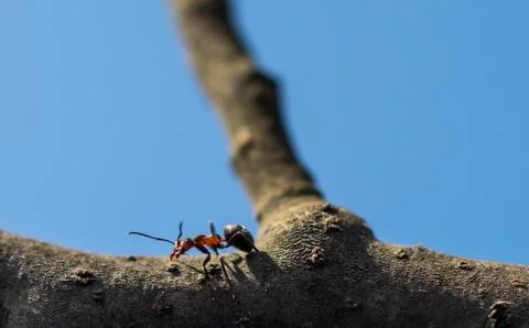 An ant on the branch of a tree. Stock Photos