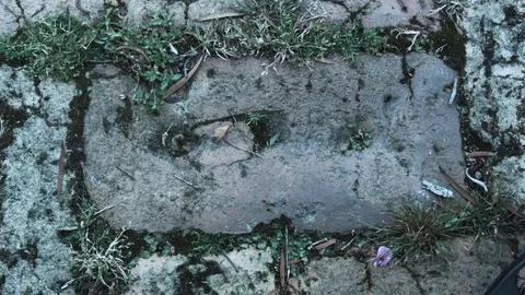 Ant on brick -close up Stock Footage 86498778