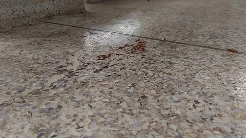 Ant bridge unity team Stock Footage 76599736