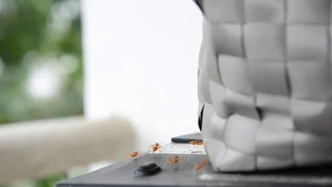 Ant bridge unity team Stock Footage 77584345