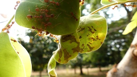 Ant bridge unity team 스톡 동영상 89972883