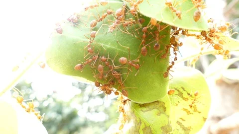 Ant bridge unity team 스톡 동영상 91176668