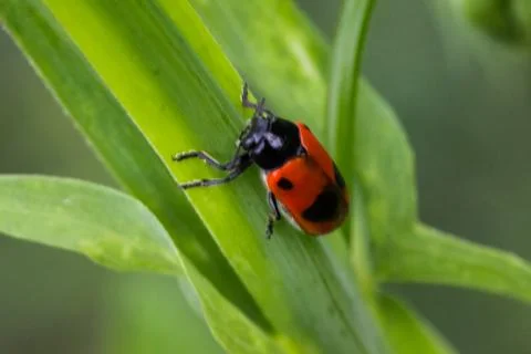 Ant bud beetle crawling on leaf Stock Photos