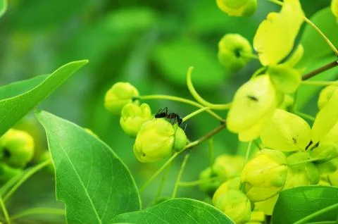 Ant on Bud 스톡 사진