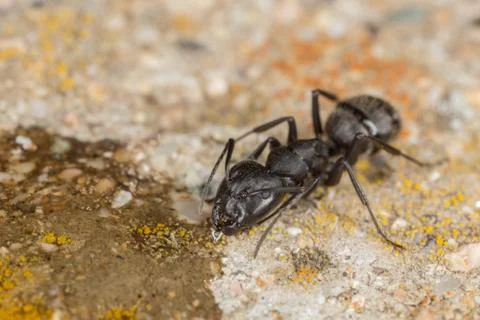 Ant Camponotus sp drinking from the ground Stock Photos