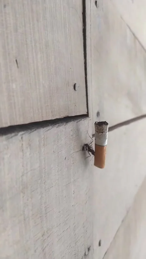 Ant Carries Cigarette Butt