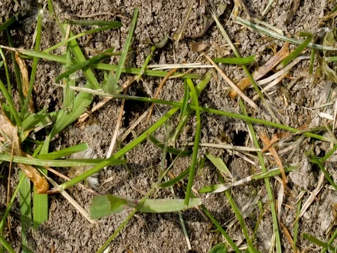 Ant carries dandelion seed Stock Footage 76153399