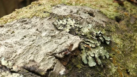 Ant carries dead cockroach on tree branch Stock Footage 114732963