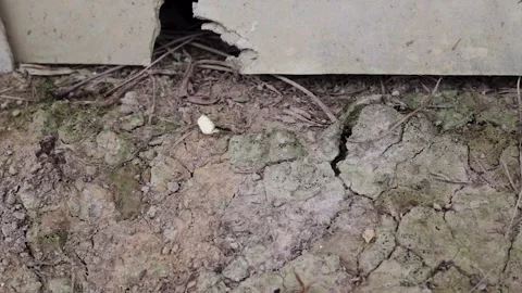 Ant Carries Piece Of Bread Stock Footage 250541185