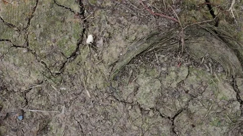 Ant Carries Piece Of Bread Video stock 250541186