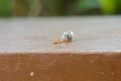 Ant carries tiny object across wooden surface Stock Photos