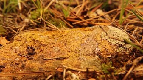 Ant carry a seed. Hard work. worker red wood ants. Insects, insect, bugs, bug Stock Footage 188175424