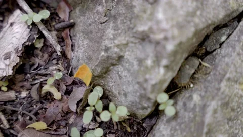 An ant is carrying a big yellow leaf piece Stock Footage 221803668
