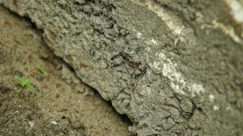 An ant carrying black insert 스톡 동영상 111498422