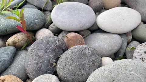 Ant Carrying a Blade of Grass Across Smooth Pebbles Close Up Stock Footage 340007313
