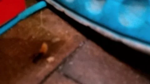 Ant carrying a bran of bread, and dodging obstacles on the way - Part 4 Stock Footage 220106940