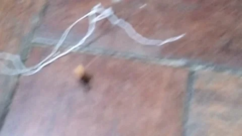 Ant carrying a bran of bread, and dodging obstacles on the way - Part 1 Stock Footage 220106948