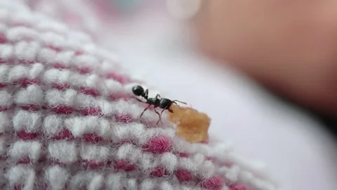 Ant carrying a bread crumb Stock Footage 157662037
