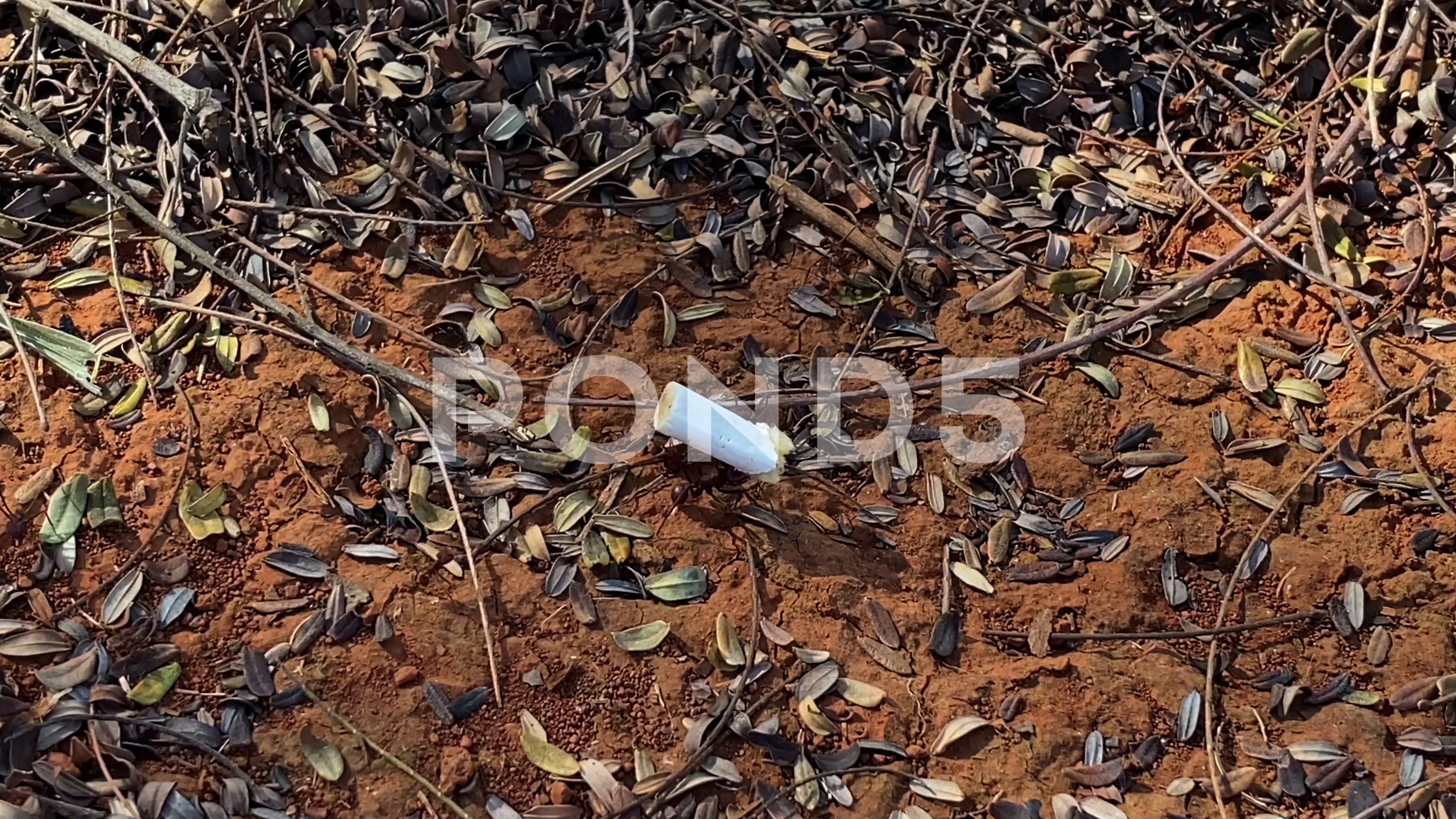 an ant carrying cigarette butt, environment pollution