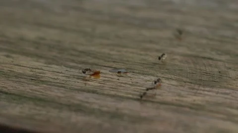 Ant carrying crumble Stock Footage 280360933