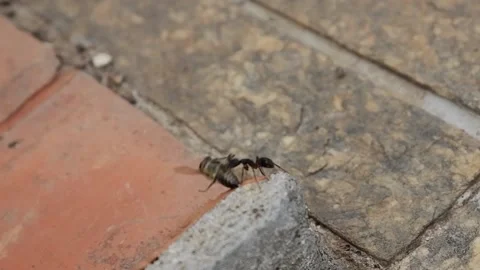 An ant carrying a dead bee Stock Footage 141404821