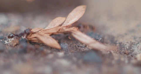 Ant Carrying Debris Stock Footage 130761192