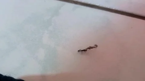 Ant Carrying Debris Larger Than Its Body 스톡 동영상 341756072
