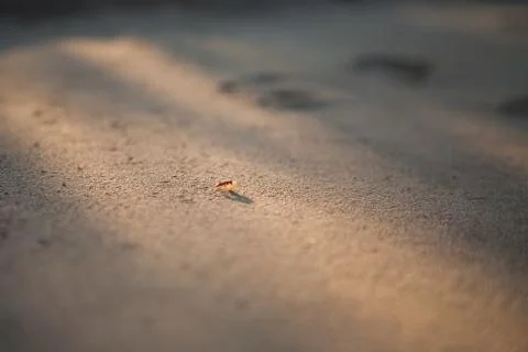 Ant carrying egg Stock Photos