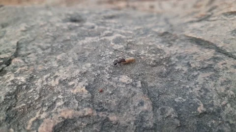 The ant is carrying grains. Stock Footage 163688611