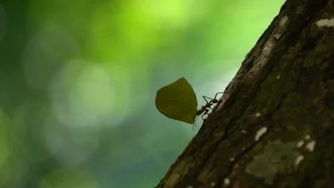 Ant Carrying Green Leaf Down the Tree Trunk, Macro Close Up Vidéo 129215138