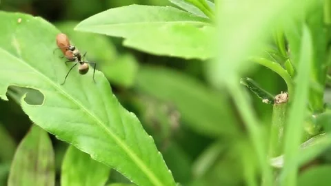 An ant is carrying its eggs across a green leaf Stock Footage 166423748
