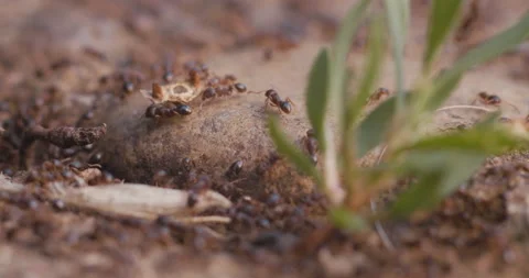 Ant Carrying Leaf Stock Footage 130761565