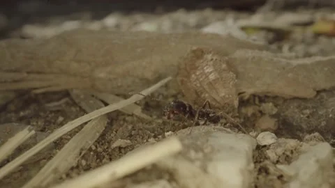 Ant is carrying a leaf Video stock 231691930