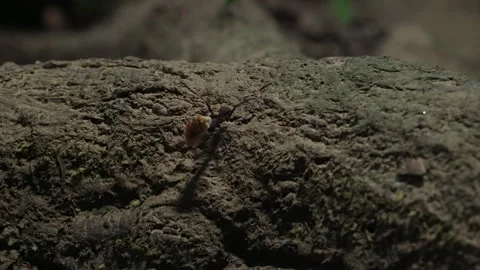 Ant Carrying Leaf Fragment Across Rugged Log in Amazon Basin Stock Footage 334635505