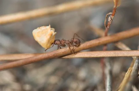 Ant carrying load Stock Photos