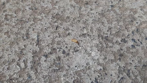 Ant carrying rice. Stock Footage 260791624