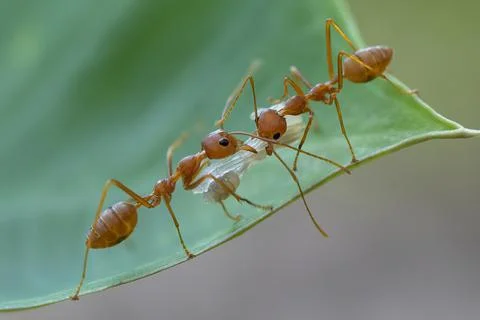 An ant carrying white larvae Stock Photos