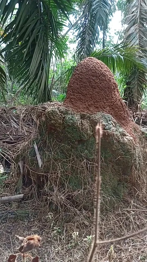 Ant castle Stock Footage 243268006