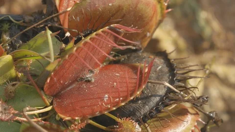 Ant is caught by venus flytrap carnivorous plant as it touches its hair Video stock 121714326