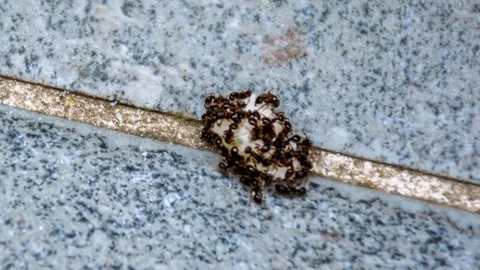 Ant Cheese Feast Stockbeeldmateriaal 99398907