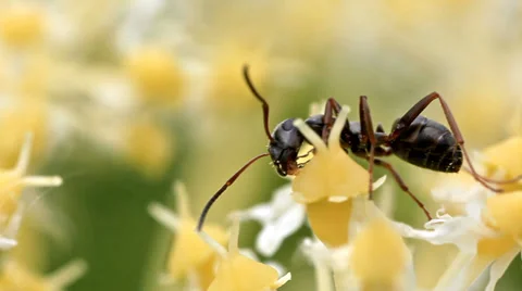 Ant on a choppy wind flower, macro, close-up. Stock Footage 30485374