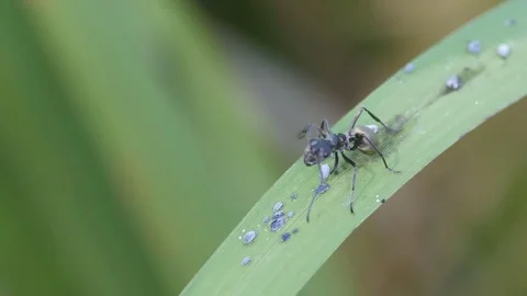 Ant clean its antenna Stock Footage 82310828