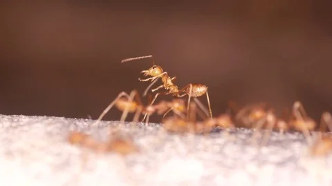 Ant clean its leg Stock Footage 83858472