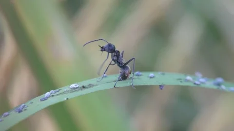 Ant cleaning its antenna Stock Footage 82310984